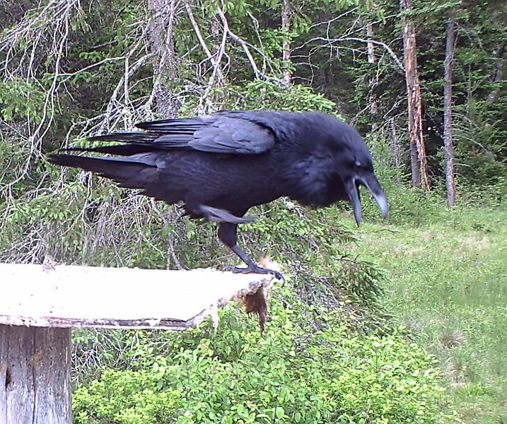 Raven_060211.jpg - Common Raven (Corvus corax)